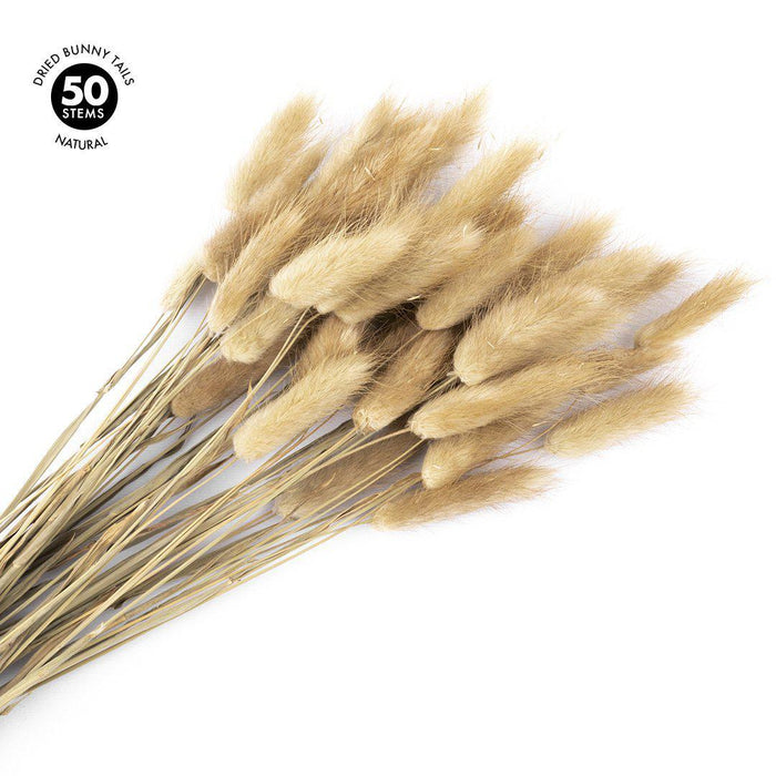 50 Pcs Bunny Tails, Lagurus Ovatus, Natural Pampas Grass Dried Flowers-Set of 50-Koyal Wholesale-Natural-