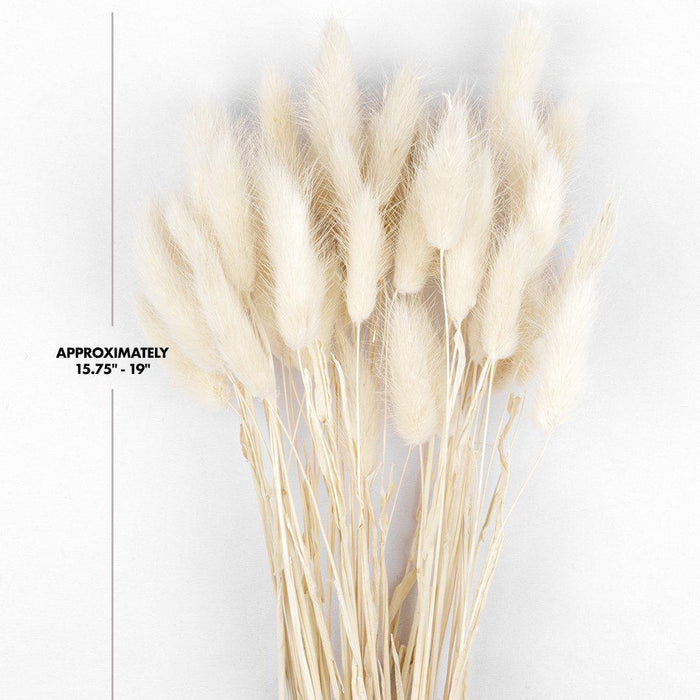 50 Pcs Bunny Tails, Lagurus Ovatus, Natural Pampas Grass Dried Flowers-Set of 50-Koyal Wholesale-Natural-