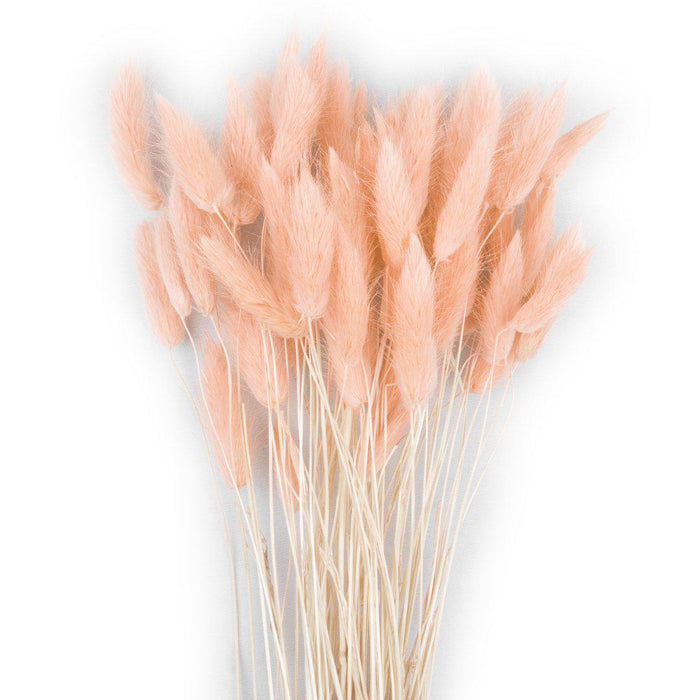 50 Pcs Bunny Tails, Lagurus Ovatus, Natural Pampas Grass Dried Flowers-Set of 50-Koyal Wholesale-Light Pink-