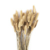 50 Pcs Bunny Tails, Lagurus Ovatus, Natural Pampas Grass Dried Flowers-Set of 50-Koyal Wholesale-Natural-