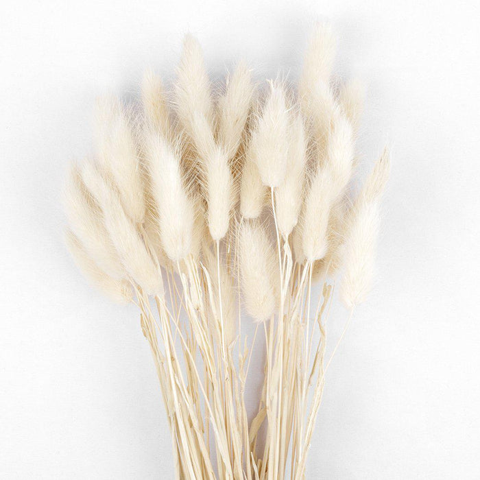 50 Pcs Bunny Tails, Lagurus Ovatus, Natural Pampas Grass Dried Flowers-Set of 50-Koyal Wholesale-White-