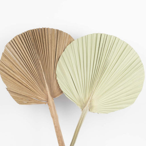 Set of 12 Dried Palm Fans, Natural Wedding Home Décor, 12-16"-Set of 12-Koyal Wholesale-