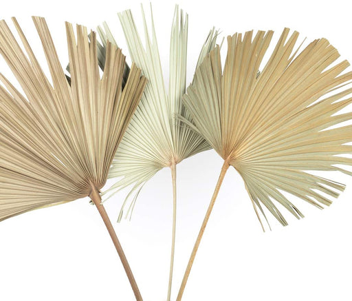 Set of 12 Dried Palm Leaves, Natural Wedding Decor, 10-16.5”-Set of 12-Koyal Wholesale-