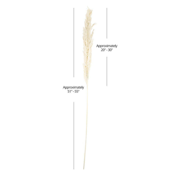 Set of 24 Extra Large Tall Preserved 55” Pampas Grass-Set of 24-Koyal Wholesale-Natural-51-55"-