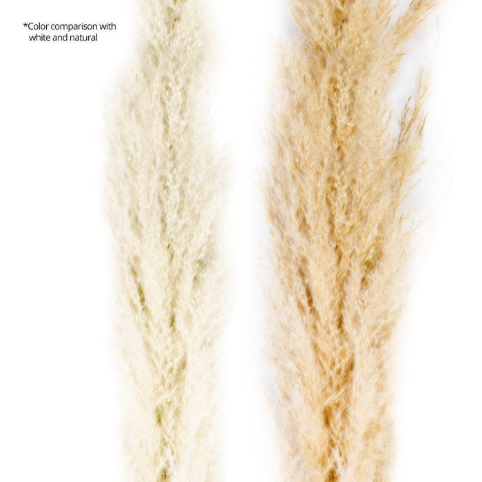 Set of 24 Extra Large Tall Preserved 55” Pampas Grass-Set of 24-Koyal Wholesale-Natural-51-55"-