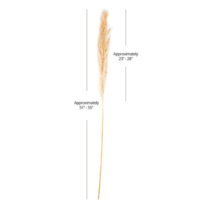 Set of 24 Extra Large Tall Preserved 55” Pampas Grass-Set of 24-Koyal Wholesale-Natural-51-55"-