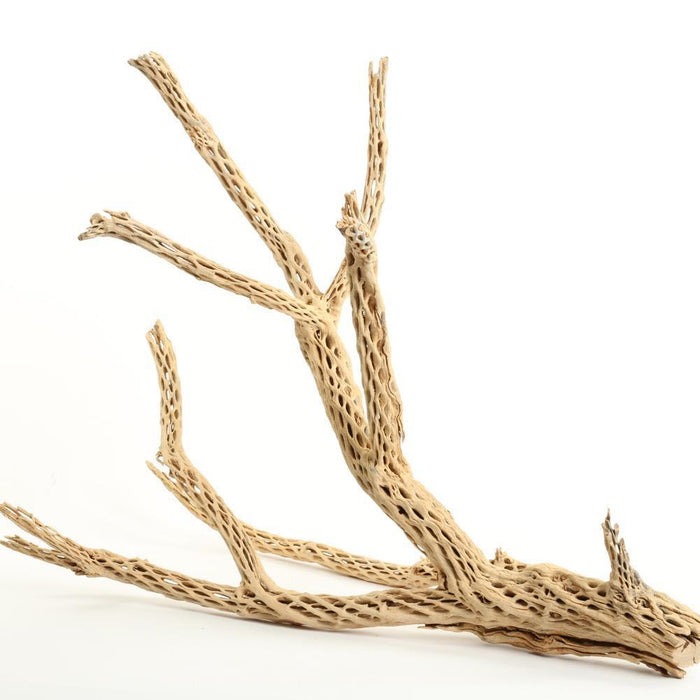 Cholla Cactus Wood Branch-Set of 1-Koyal Wholesale-24"-