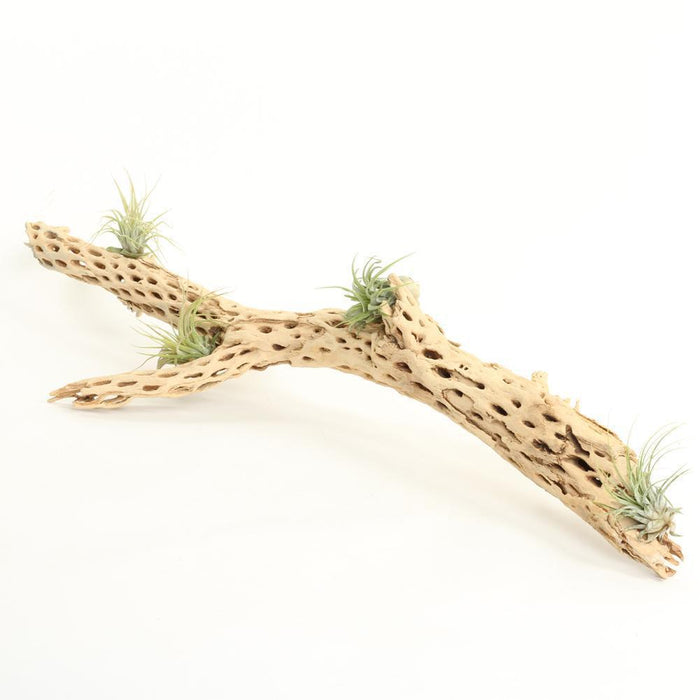 Cholla Cactus Wood Branch-Set of 1-Koyal Wholesale-6"-