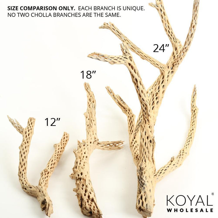 Cholla Cactus Wood Branch-Set of 1-Koyal Wholesale-6"-